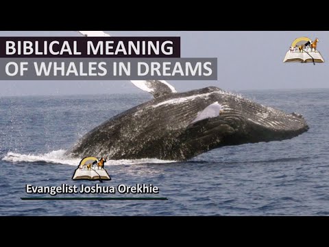 Biblical Meaning of WHALES In Dream - Dream About Whales