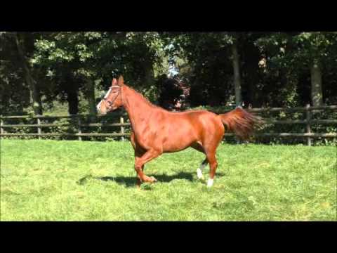 SOLD: LILLY LEE *2012 Old Mare by Belissimo M-Londonderry