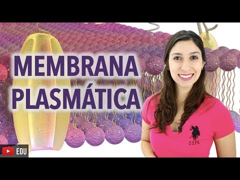 Cytology 2/2: Plasma Membrane | Anatomy and etc.