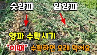 양파수확적기 이것만 알고 이때 수확하면 오래 드실 수 있습니다 숫양파가 저장성이 떨어지고 썩어 먼저 수확하였…