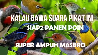 Download lagu Suara Pikat Burung Kecil Paling Ampuh kolibri ribut kombinasi burung kejepit mp3