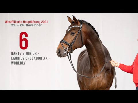 Westfälische Hauptkörung Reitpferdehengste: Kat-Nr. 6 Dante’s Junior - Lauries Crusador xx - Wordly