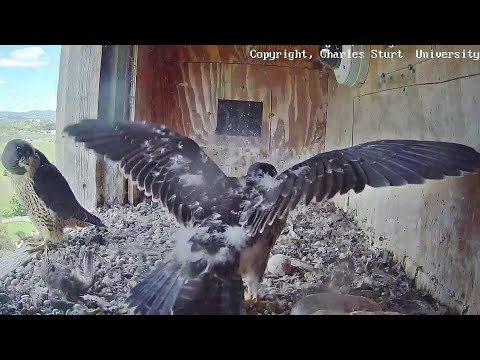 FalconCam Project~Great wingers by Rubus & loud screaming 😁~12:13 p.m. 2022/11/17