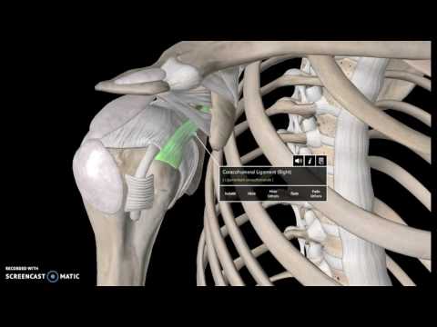Shoulder joint Anatomy Tutorial (Ligaments)