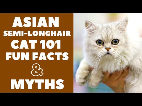 Asian Semi-Longhair Cats 101 : Fun Facts & Myths