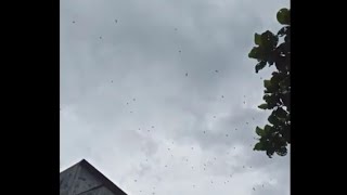 Download lagu Suara panggil walet berkualitas ( SP Cakra Bima) mp3