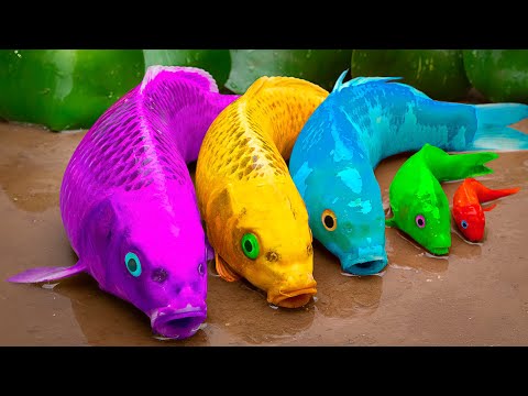 Funny Golden Carp Gets Pranked By Eels - Primitive Cook - Stop Motion Asmr - Coco