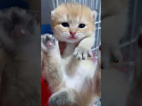 Cute little cat can opened his eyes but no teeth | FindTips Creative LifeStyle