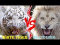 White Lion VS White Tiger White Tiger VS White Lion Who Would Win