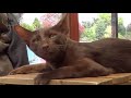 Habana Brown - Habana Brown - Raza de Gato