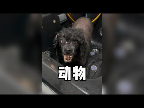 動物救助要看情況，有時隨意搭救容易去見太奶！ #藏馬熊 #奇妙的動物 #動物成精 #動物世界 #動物科普