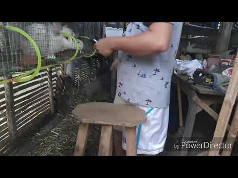 Rabbit Grooming - V7