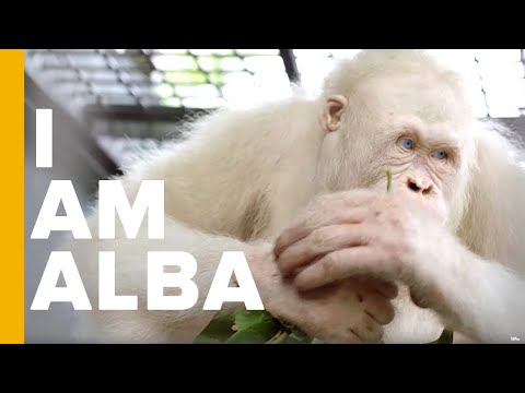 In a Borneo Rainforest, Lives the World's Most Unique Ape