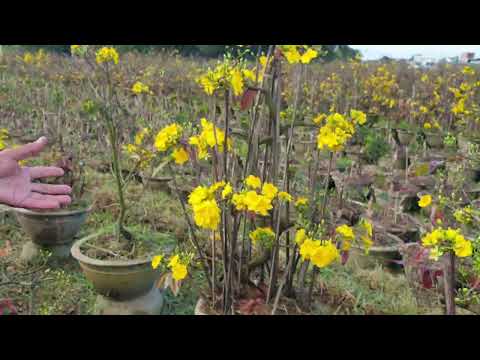 Đi săm tìm giống mai đẹp