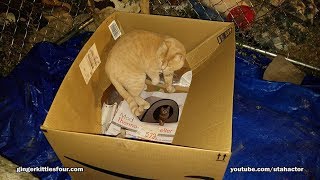 Nighttime play in the Catio yard - Finn loves his mouse