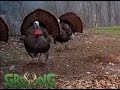 Real Turkey Gobbles, Clucks, Purs For Turkey Calling Practice @GrowingDeer.tv