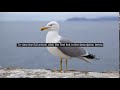 Man Bites Seagull After It Tried To Steal His McDonalds Food Report