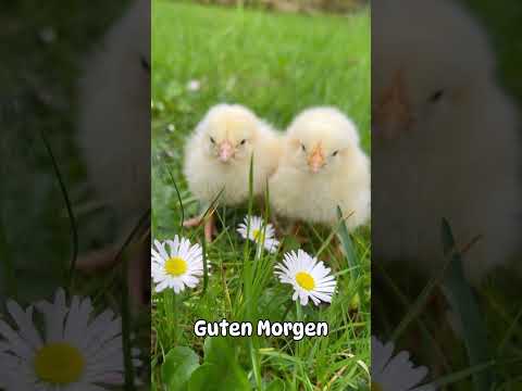 🐥🐥 #goodmorning #chicks #chicklove #chickens #chickenkeeping #chickenlove #chicken #trendingshorts
