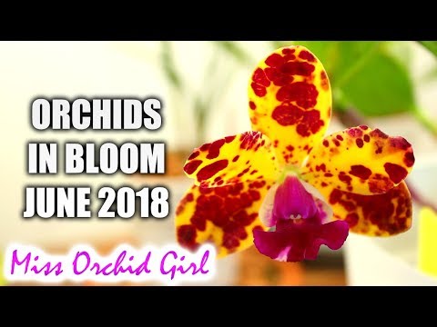 Orchids in bloom - June 2018