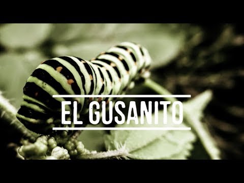EL GUSANITO