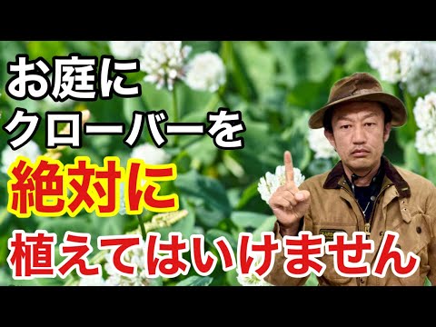 シロツメクサ 植物
