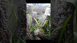 アカハライモリのアクアテラリウム。 #terrarium #アカハライモリ #aquascape #shorts