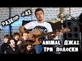 show MONICA Разбор #42 - Animal ДжаZ - Три полоски (Как ...