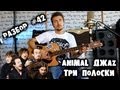 show MONICA Разбор #42 - Animal ДжаZ - Три полоски (Как играть ...