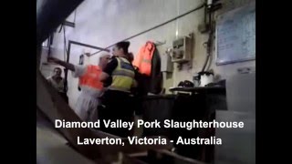 Slaughterhouse Workers Laugh As Pigs Scream In Terror