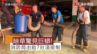 [問卦] 台灣深山野外到底有沒有外來種毒蛇？