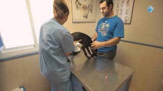 preview picture of video 'Centro Veterinario Fuensalida - Toledo'