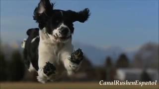 RUSH - &quot;DOG YEARS&quot; (Subtitulada en Español)