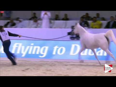 N.124 BADAWIEH AA - Dubai 2016 - Mares 10 years old and over (Class 7)
