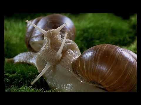 Snails scene Microcosmos, Le Peuple de l'Herbe ; by Marie Pérennou & Claude Nuridsany (1996) (HD)