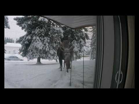 WHEN  YOU HAVE A VISITOR ...moose on the loose