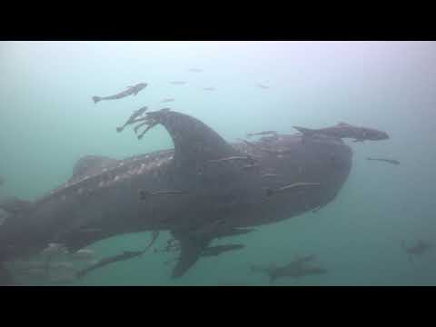 Whale shark at  Sail Rock 15 January 2020 Underwater video