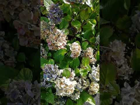 夏に色あせたアジサイの花は切り取ったほうがいいでしょうか？どのようなリスクがありますか?  庭園