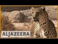 Documentary Society - Witness - Saving the Leopard