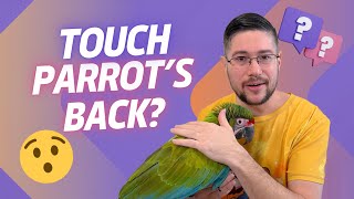 What Happens if I Touch This Macaw On the Back?