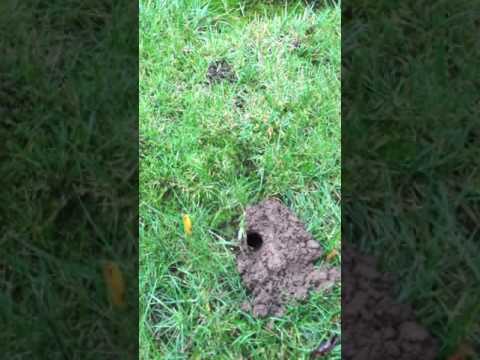 Killing moles