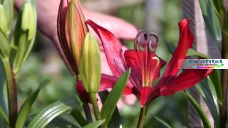 preview picture of video 'La Reina de las Flores Lautaro'