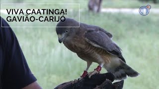 Miniatura do vídeo