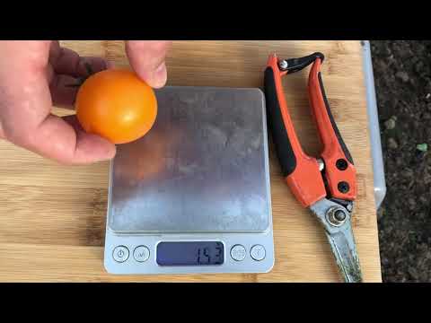 Видео о томате Златояр F1 от агрофирмы Партнер