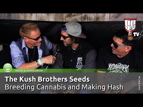 The Kush Brothers video