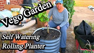 Vego Garden Self Watering Rolling Citrus Tree Planter