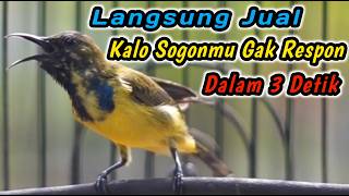 Download lagu SOGON TROTOL NGERIWIK NEMBAK PALING COCOK UNTUK PENGGACOR SEMUA SOGON‼️HITUNGAN DETIK IKUTAN GACOR mp3