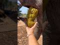 4 Gu Gu Hagu Hagu Viralvideo Trending