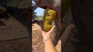 Download lagu 4 gu gu hagu hagu #viralvideo#trending🤣 mp3 Download lagu 4 gu gu hagu hagu #viralvideo#trending🤣 mp3