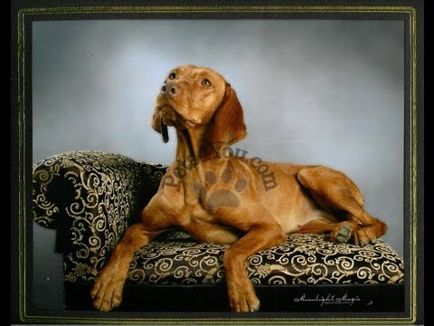 Vizsla