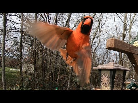 Backyard Bird Feeder Cam 11.19.20 Part 3 (Videos for Cats to Watch)
